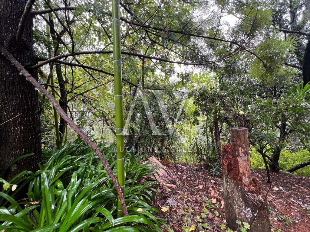 Fotografia de direito: Luís Maria Castelo Branco Assis Teixeira - Verba 4