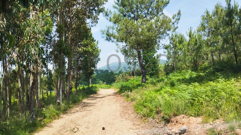 Fotografia de imóvel: Terreno · Seia
