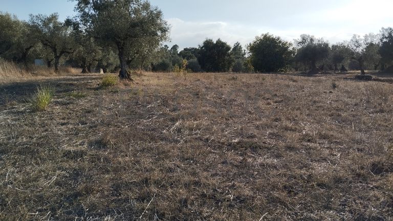 Fotografia de imóvel: Proporção de 1/3 de Terreno · São Pedro de Tomar, Tomar