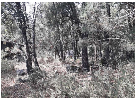 Fotografia de imóvel: Terreno rustico de pinhal, eucaliptal e mato, com forte pendente sul para norte e caminhos de acesso de... (Lote 2)
