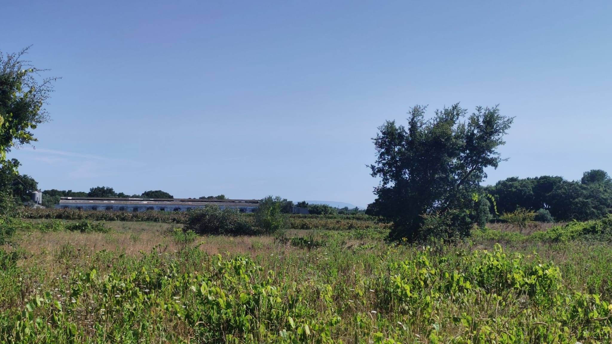 Fotografia de imóvel: Prédio rústico composto por terra de vinha e oliveiras, com área total de 5.600 m2, sito em Concelhos...