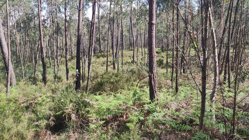 Fotografia de imóvel: Prédio rústico composto por terra de pinhal e mato, com 1600m2, descrito na 2.a Conservatória do Registo... (Lote 1)