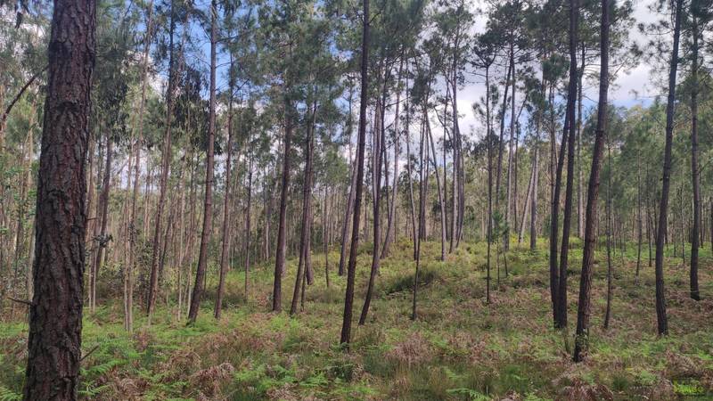 Fotografia de imóvel: Prédio rústico composto por terra de pinhal e mato, com 1000m2, descrito na 2.a Conservatória do Registo... (Lote 3)