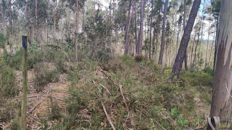 Fotografia de imóvel: Prédio rústico composto por terra de semeadura e mato, com 800m2, descrito na 2.a Conservatória do Registo... (Lote 4)