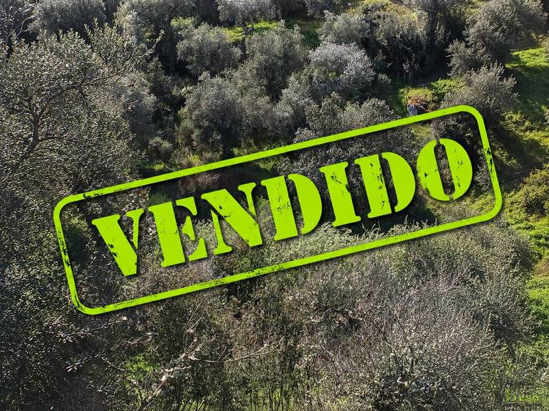 Fotografia de imóvel: Prédio rústico composto por pastagem e oliveiras, com 250m2, descrito na Conservatória do Registo Predial de... (Lote 6)