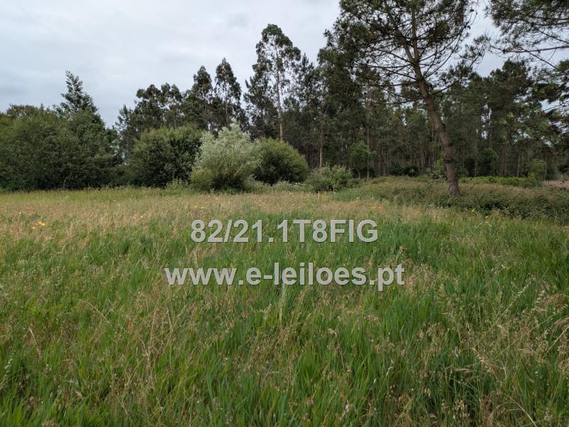 Fotografia de imóvel: Terra de pinhal com mato