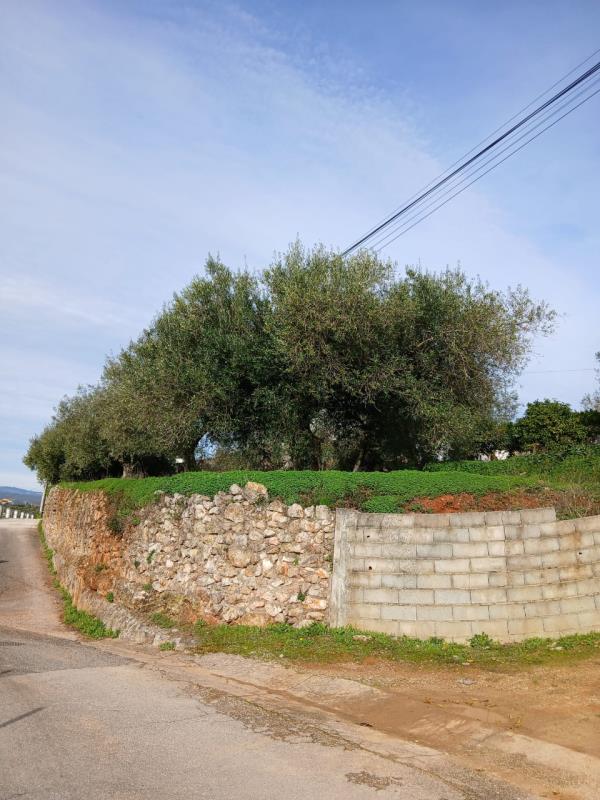 Fotografia de imóvel: Terreno construção urbana