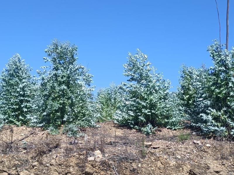 Fotografia de imóvel: 1/2 de terreno de eucaliptal