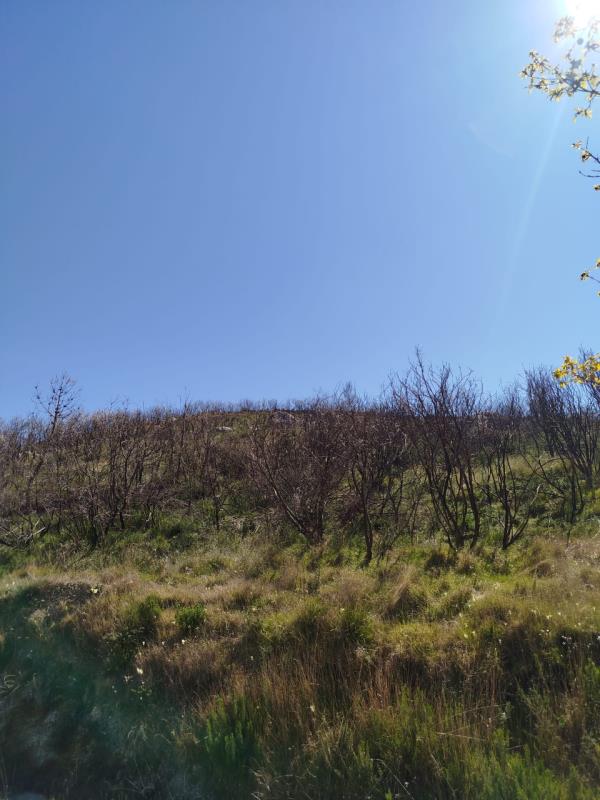 Fotografia de imóvel: 1/4 de terreno de Mato em Outeiro Viariz