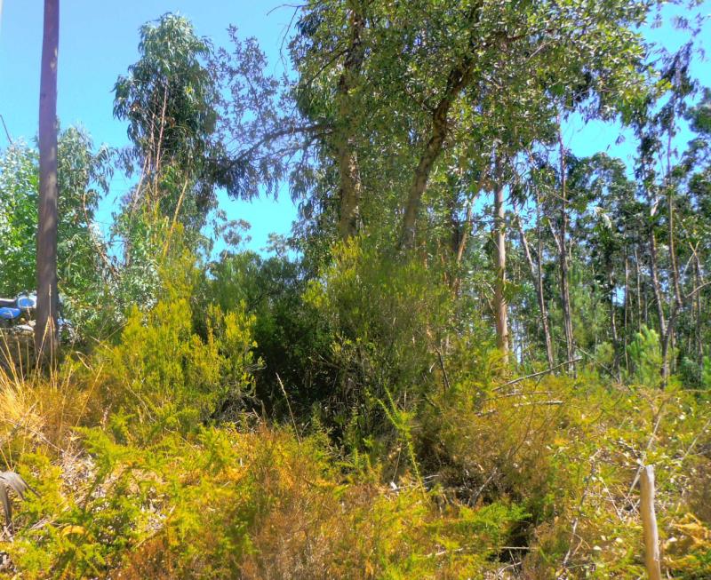Fotografia de imóvel: Prédio rústico sito em Fontes Casas, Junqueira (Vale de Cambra)