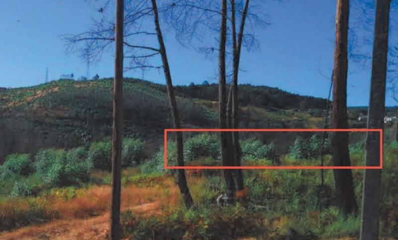Fotografia de imóvel: TERRENO COM PINHAL E MATO - CEARINHA , MAGÃES - MARCO DE CANAVESES