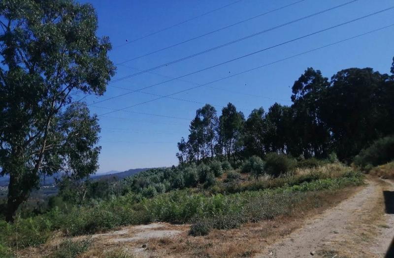 Fotografia de imóvel: TERRENO COM PINHAL E MATO - MONTEIRO, MAGÃES - MARCO DE CANAVESES