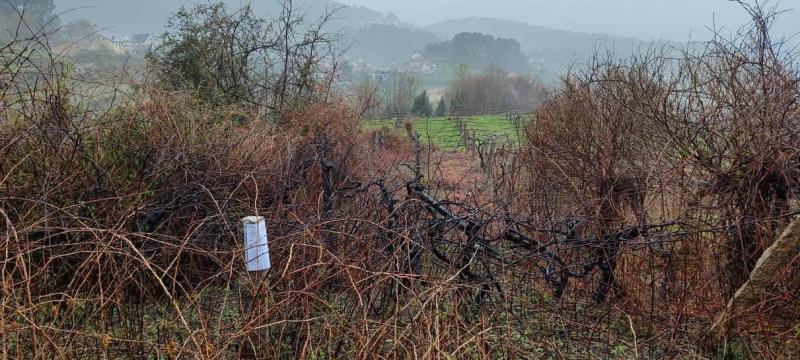 Fotografia de imóvel: Prédio rústico composto por terreno de cultivo e vinha
