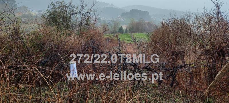 Prédio rústico composto por terreno de cultivo e vinha