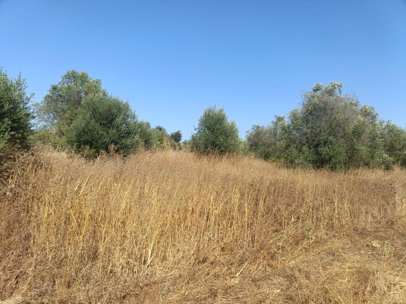 Fotografia de imóvel: Terreno em Paialvo