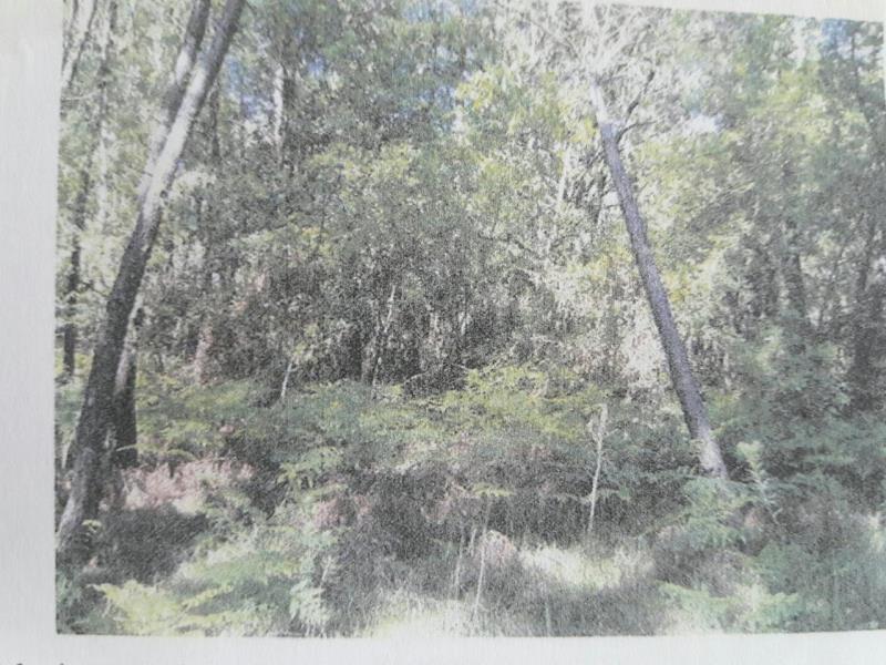 Fotografia de imóvel: 1/2 NO PRÉDIO RUSTICO - PINHAL
