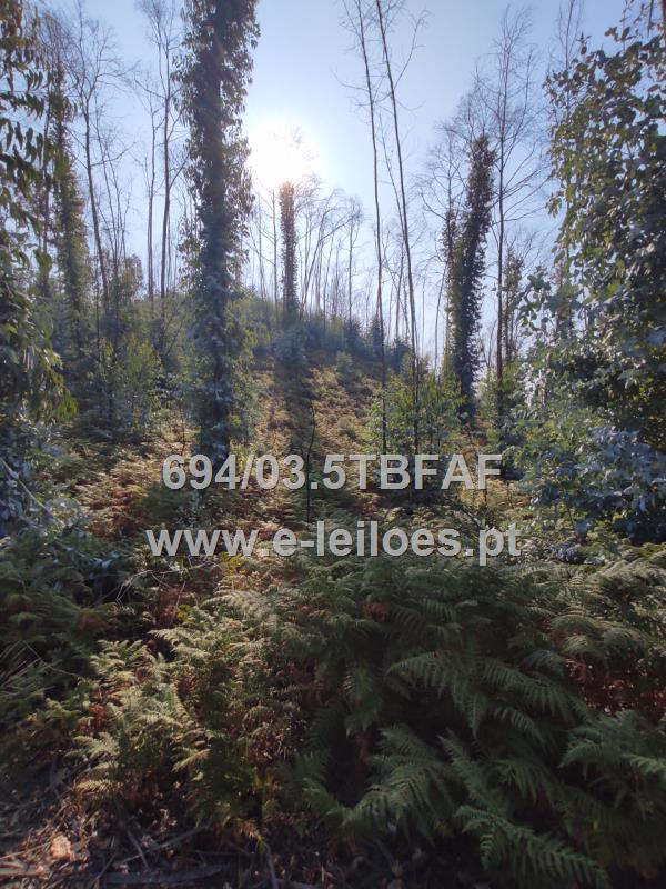 Bouça em Cepães, Fafe