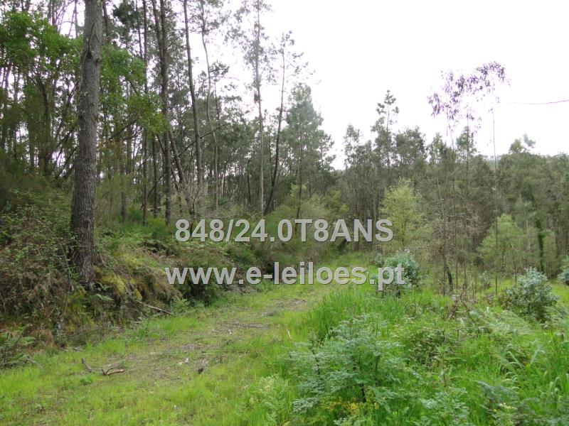 2/3 de um artigo rústico com 2940m2 em Mata Mourisca - Pombal