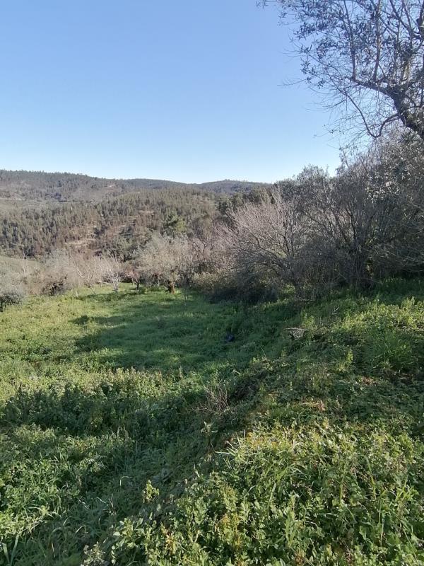 1/2 Prédio rústico sito em Aldeia do Mato / Abrantes