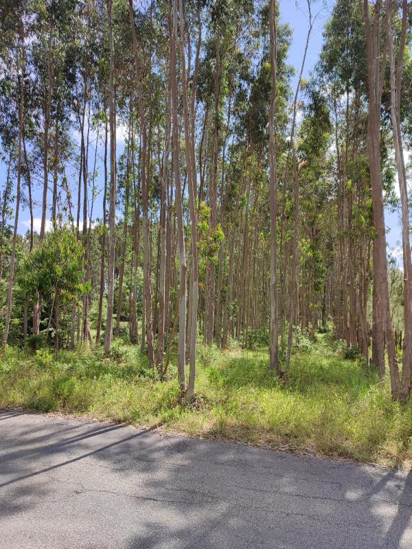 Fotografia de imóvel: Terra de semeadura em Campos, Maceira Liz