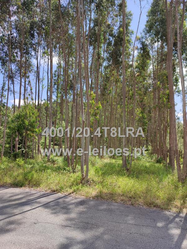 Terra de semeadura em Campos, Maceira Liz