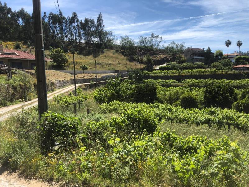 Fotografia de imóvel: Terreno de cultura de regadio, pinhal e mato, situado em Souselo, Cinfães
