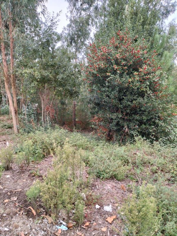 Fotografia de imóvel: Terreno para construção em Covelo - Gondomar (VER OBSERVAÇÕES)