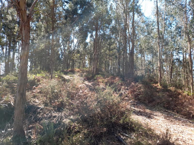 Fotografia de imóvel: Terreno Rustico