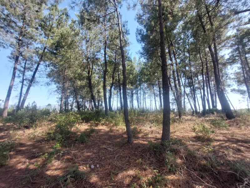 Fotografia de imóvel: Rustico em Alcaria (0,720000ha)