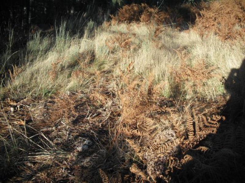 Fotografia de imóvel: Terreno de pinhal