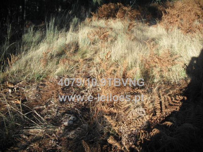 Terreno de pinhal