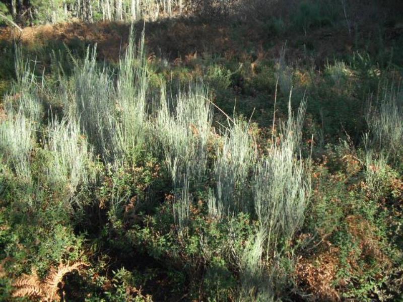 Fotografia de imóvel: terreno de pinhal e mato