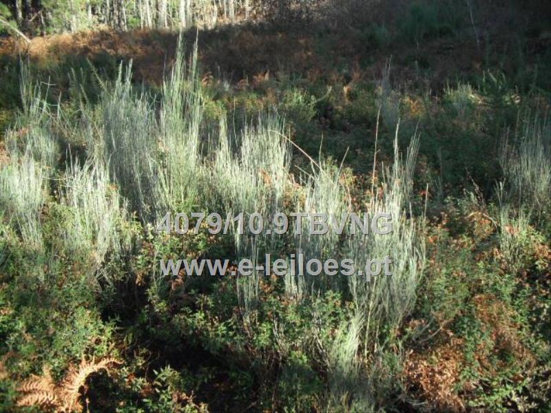 terreno de pinhal e mato