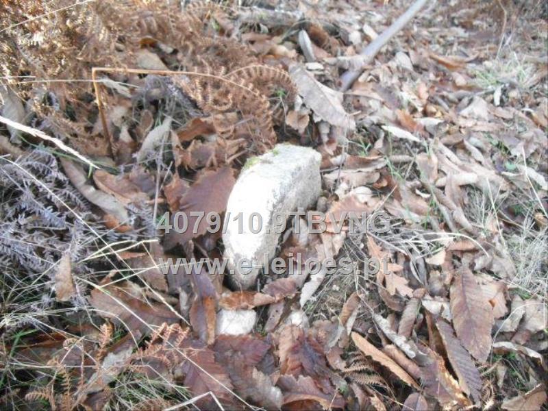 terreno de pinhal, mato e 5 castanheiros