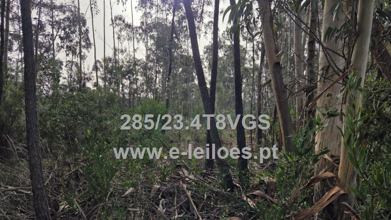 Prédio Rústico sito em Santo André de Vagos, com 6650m2