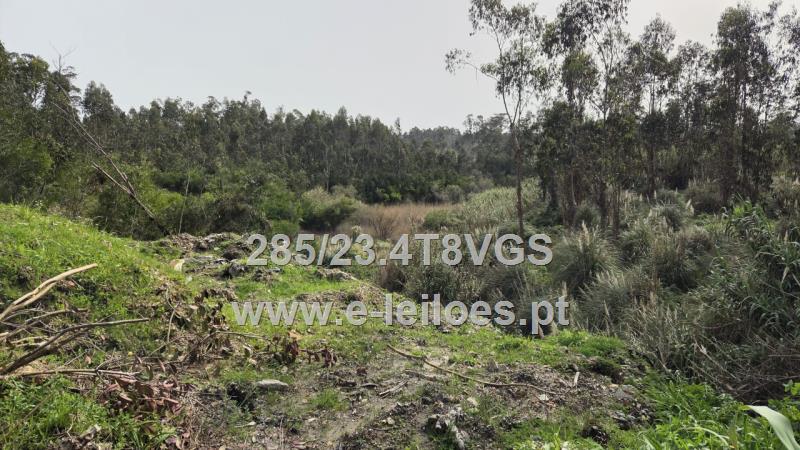 Predio Rustico sito  em Cardielo, freguesia de Sto António de Vagos, com 2000m2