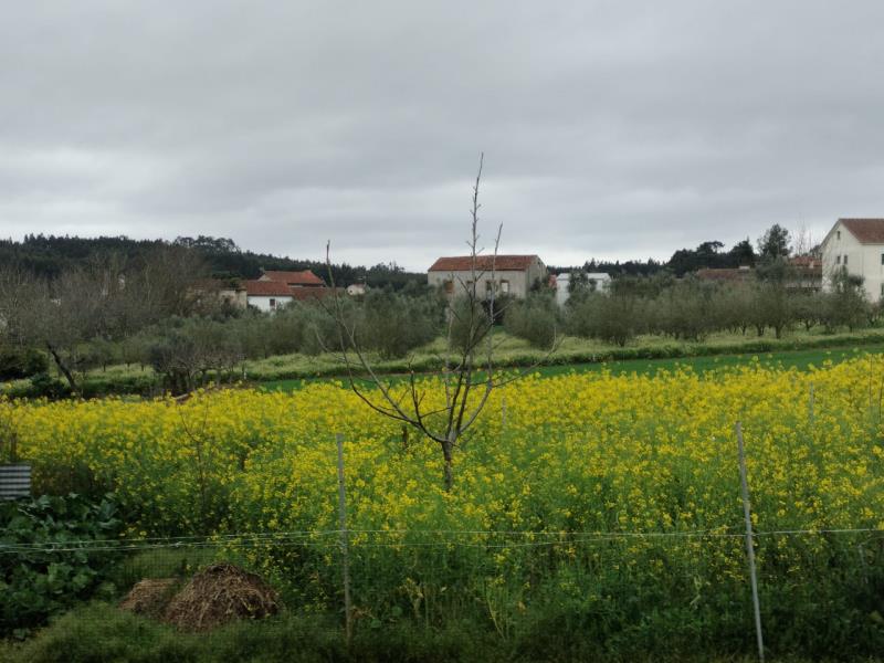 Fotografia de imóvel: 1/6 do Terreno de cultura com oliveiras, terra de vinha, videiras em cordão