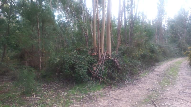 Fotografia de imóvel: Prédio rustico - Terreno a pinhal