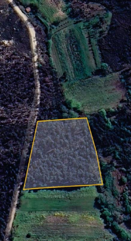 Fotografia de imóvel: Prédio Rustico - terreno a pinhal e mato