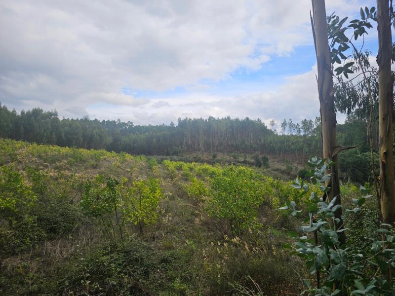 Fotografia de imóvel: Terreno Rústico em Vale da Idanha - Olalhas - Tomar (6880m2)