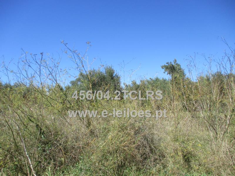 1/2 DE TERRENO RÚSTICO COM 1240 M2  - TOMAR
