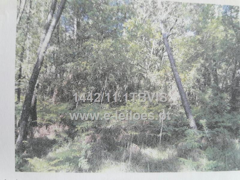 1/2 NO PRÉDIO RUSTICO - PINHAL