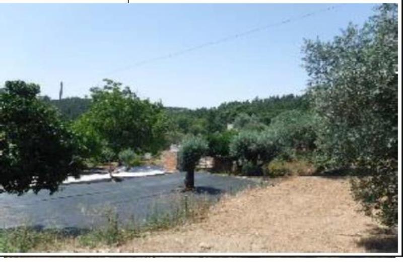 Fotografia de imóvel: 1/3 do prédio rústico sito em Ribeira da Ponte, freguesia de Olalhas, Tomar