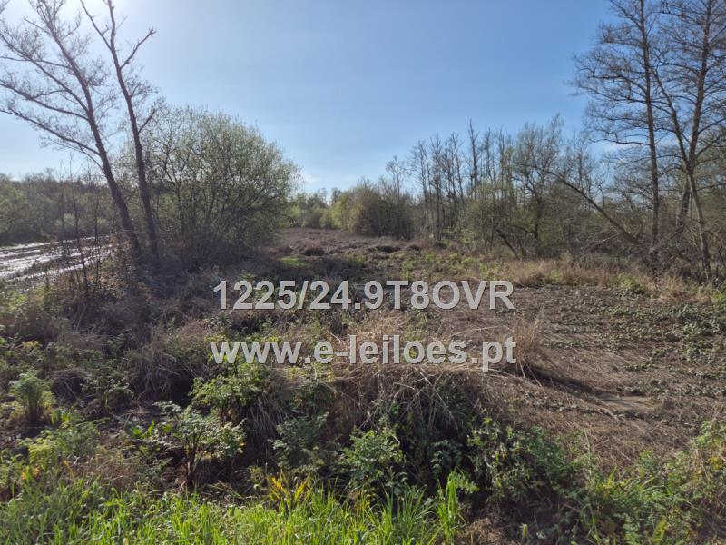 Terreno de aluvião