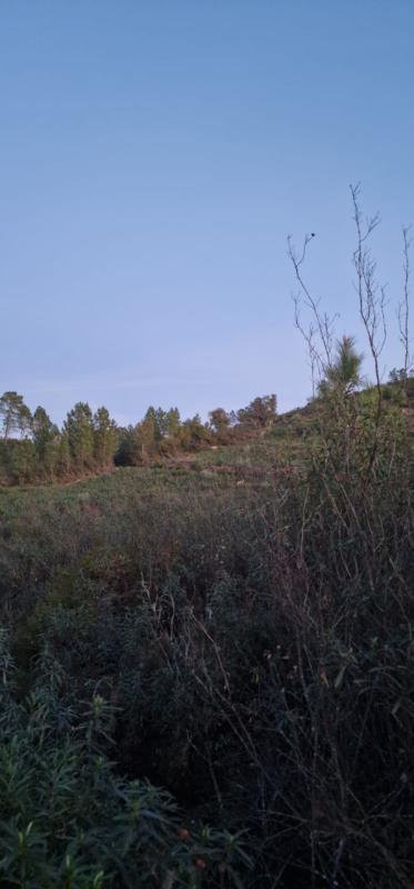 Fotografia de imóvel: 1/3  de Terreno Rústico em Jogada - Aldeia do Mato e Souto