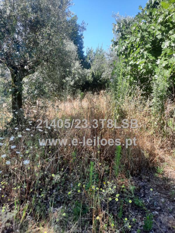 1/2 do Terreno em Pai de Aviz, Tomar