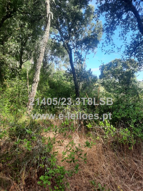 1/2 do Terreno em Fundo do Vale, Tomar