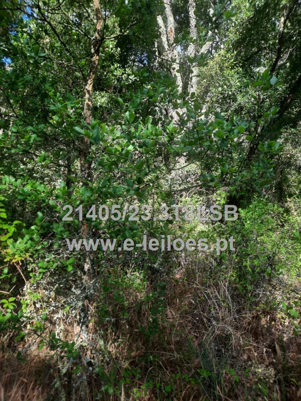 1/2 do Terreno em Fundo do Vale, Tomar