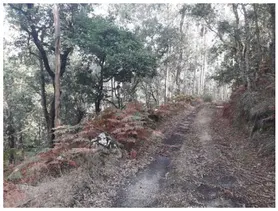 Fotografia 3 de 8: metade indivisa do prédio rústico de pinhal, eucaliptal e ma