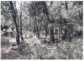 Fotografia 1 de 8: Terreno rustico de pinhal, eucaliptal e mato, com forte pend